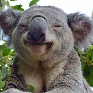 Meet your Posher, Fred